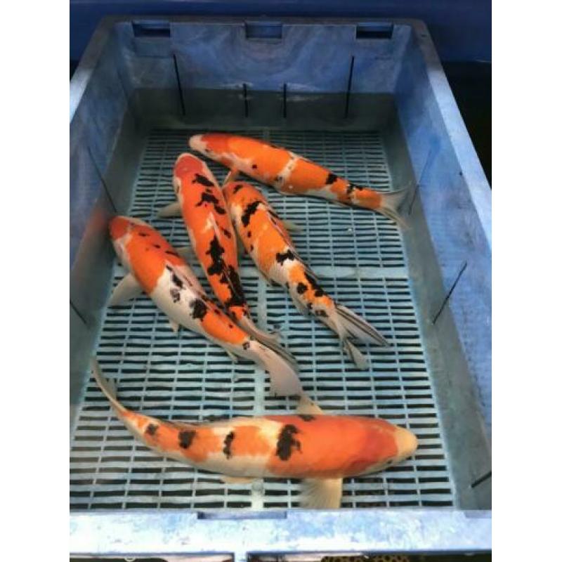 Koi kohaku sanke showa 25-40 cm 2 stuks 100 euro Japan koi