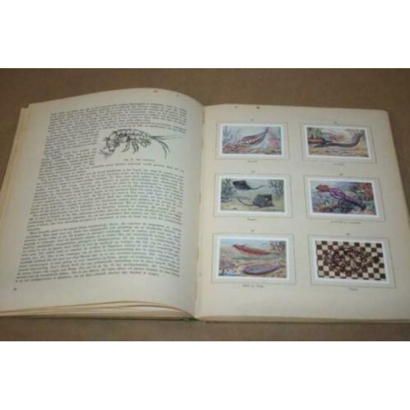 Plaatjesalbum - Het leven der zee - 1929