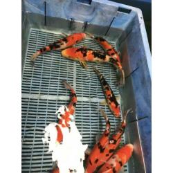 Koi kohaku sanke showa 25-40 cm 2 stuks 100 euro Japan koi
