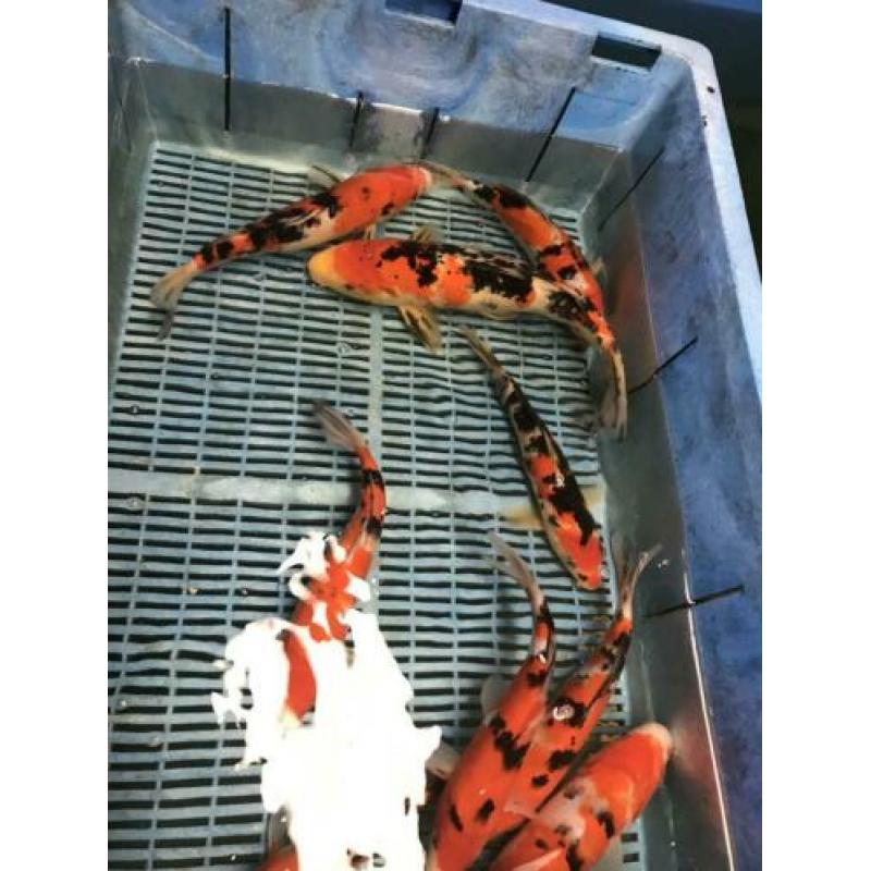 Koi kohaku sanke showa 25-40 cm 2 stuks 100 euro Japan koi