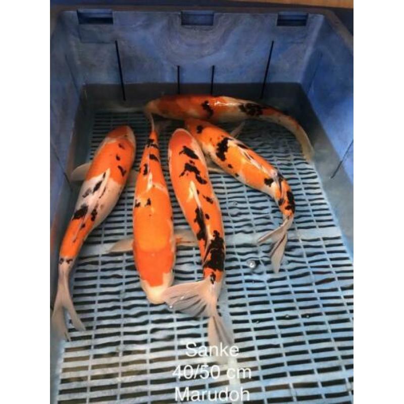 Koi kohaku sanke showa 25-40 cm 2 stuks 100 euro Japan koi