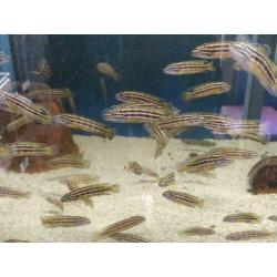Tanganyika, julidochromis Regani gold
