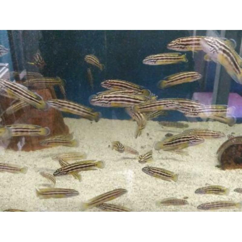 Tanganyika, julidochromis Regani gold