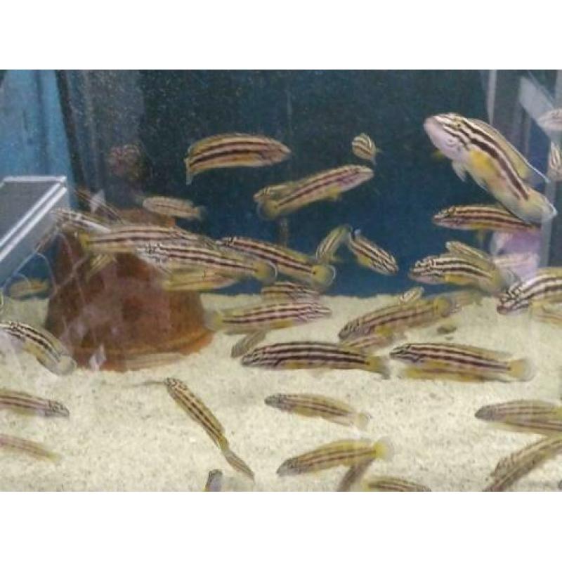 Tanganyika, julidochromis Regani gold