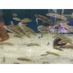 Tanganyika, julidochromis Regani gold