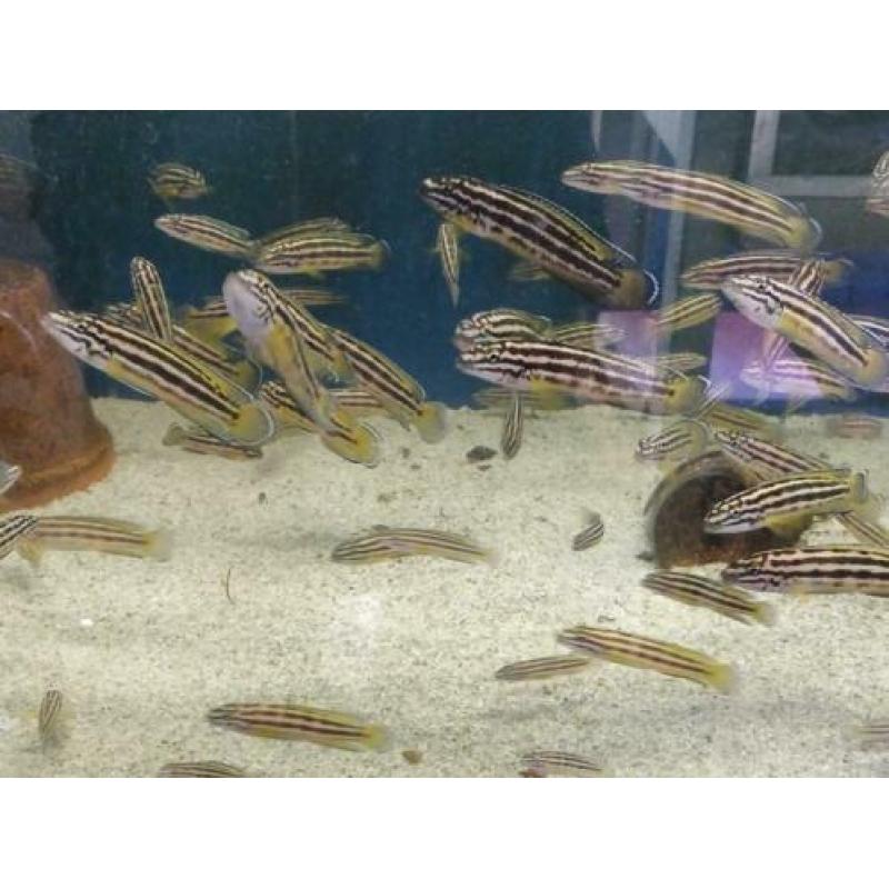 Tanganyika, julidochromis Regani gold