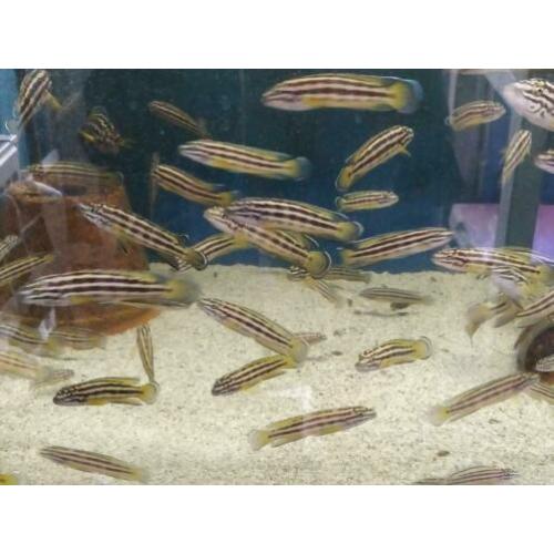 Tanganyika, julidochromis Regani gold