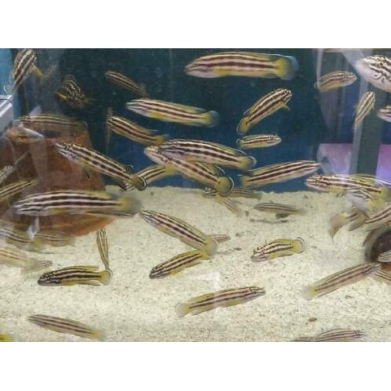 Tanganyika, julidochromis Regani gold