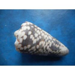Schelpen: Conus zonatus Hwass finef+ 58,5mm