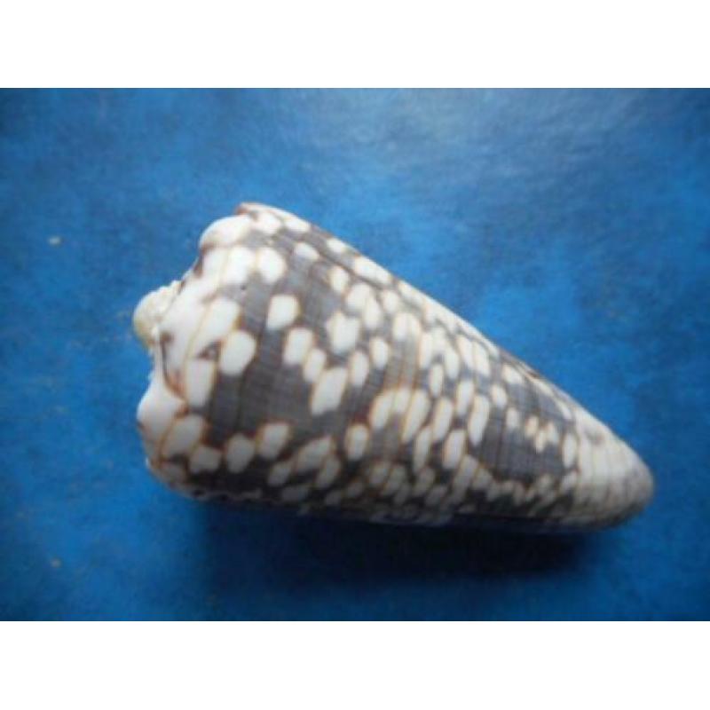 Schelpen: Conus zonatus Hwass finef+ 58,5mm