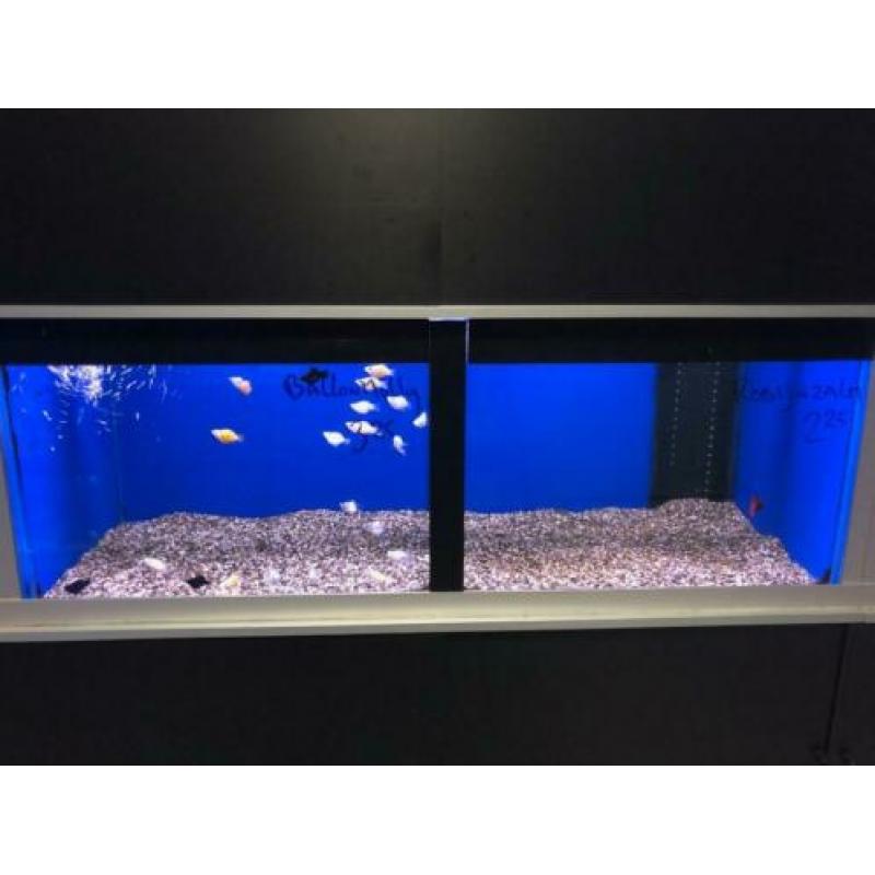 Aquariumstellingen