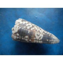 Schelpen: Conus zonatus Hwass finef+ 58,5mm