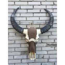 Waterbuffel schedel,waterbuffelschedel