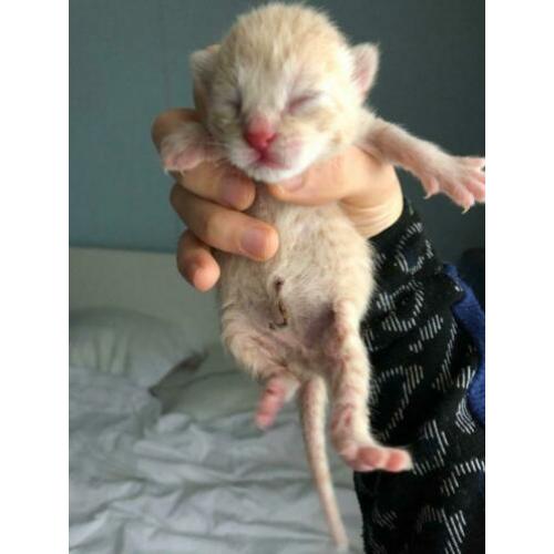 Kittens te koop
