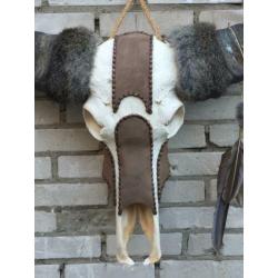 Waterbuffel schedel,waterbuffelschedel