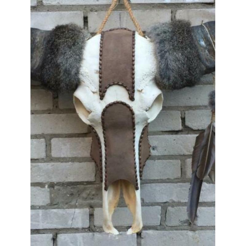 Waterbuffel schedel,waterbuffelschedel