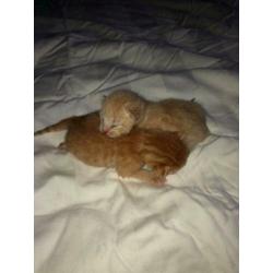 Kittens te koop
