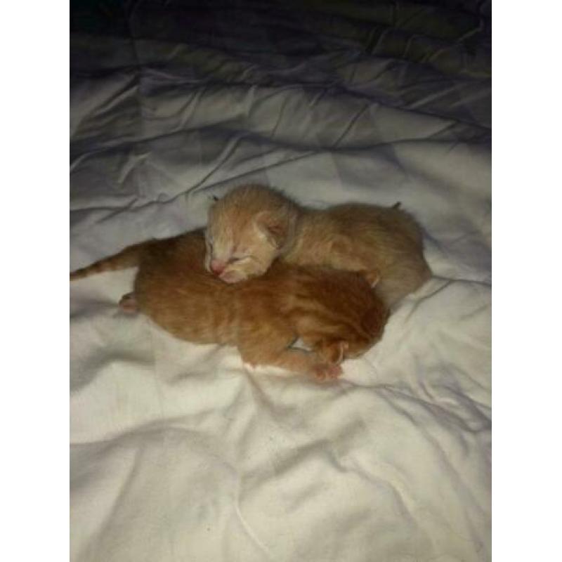 Kittens te koop