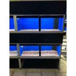 Aquariumstellingen
