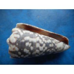 Schelpen: Conus zonatus Hwass finef+ 58,5mm