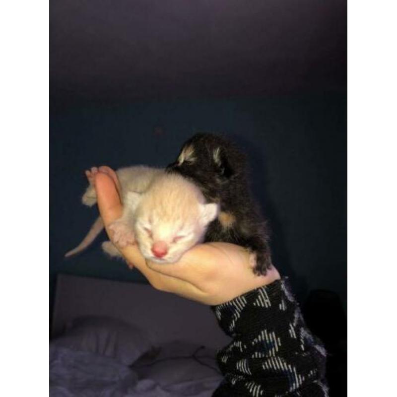 Kittens te koop