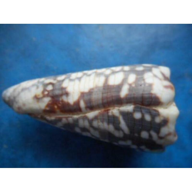 Schelpen: Conus zonatus Hwass finef+ 58,5mm
