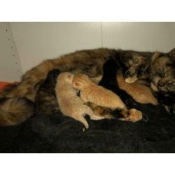 Kittens te koop