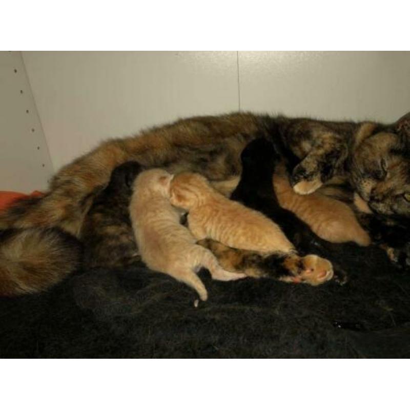 Kittens te koop