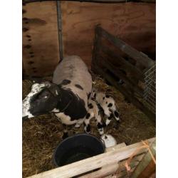 bonte schapen met lammeren