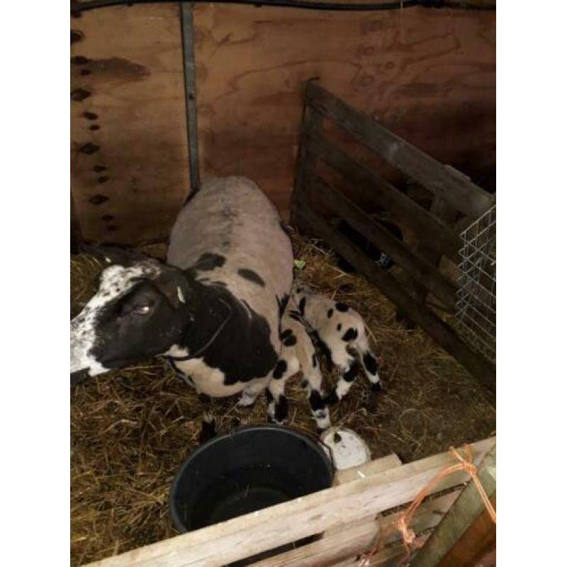 bonte schapen met lammeren