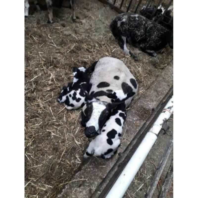 bonte schapen met lammeren