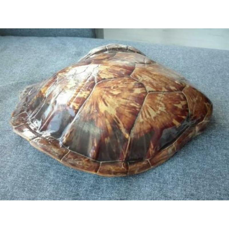 Antiek schildpadschild schildpaddenschild bot opgezet