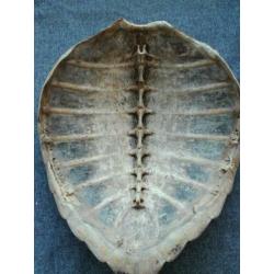 Antiek schildpadschild schildpaddenschild bot opgezet