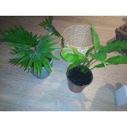 Palmplant, lepelplant en rieten bloempot
