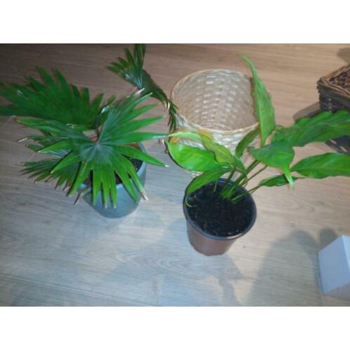 Palmplant, lepelplant en rieten bloempot