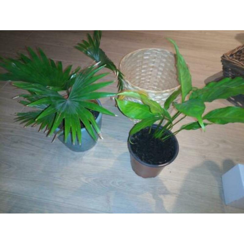 Palmplant, lepelplant en rieten bloempot