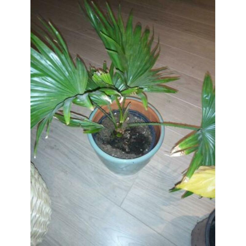 Palmplant, lepelplant en rieten bloempot