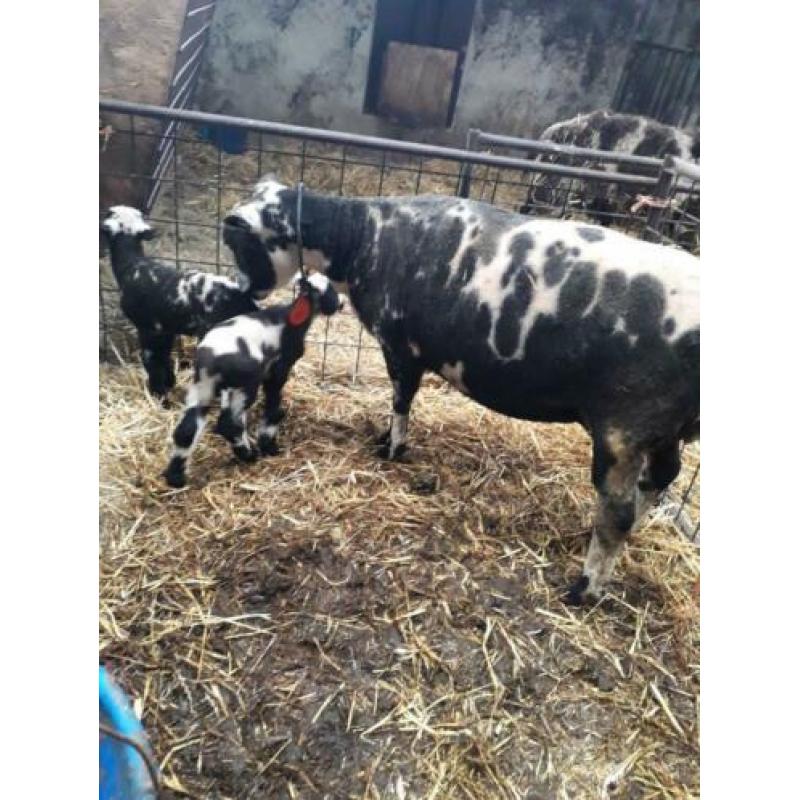 bonte schapen met lammeren