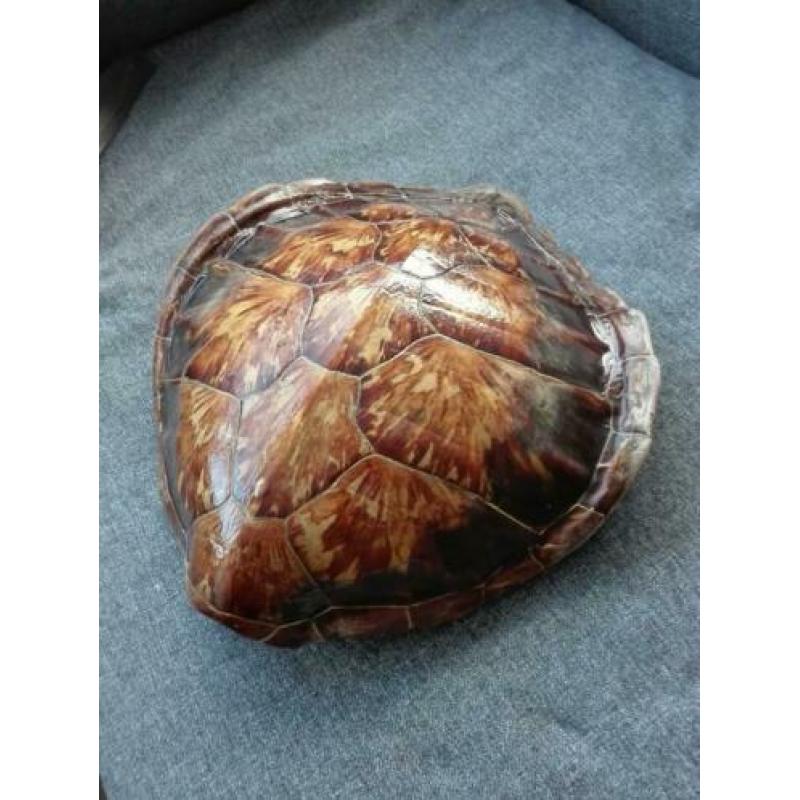 Antiek schildpadschild schildpaddenschild bot opgezet