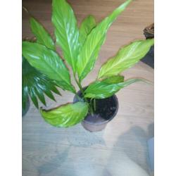 Palmplant, lepelplant en rieten bloempot