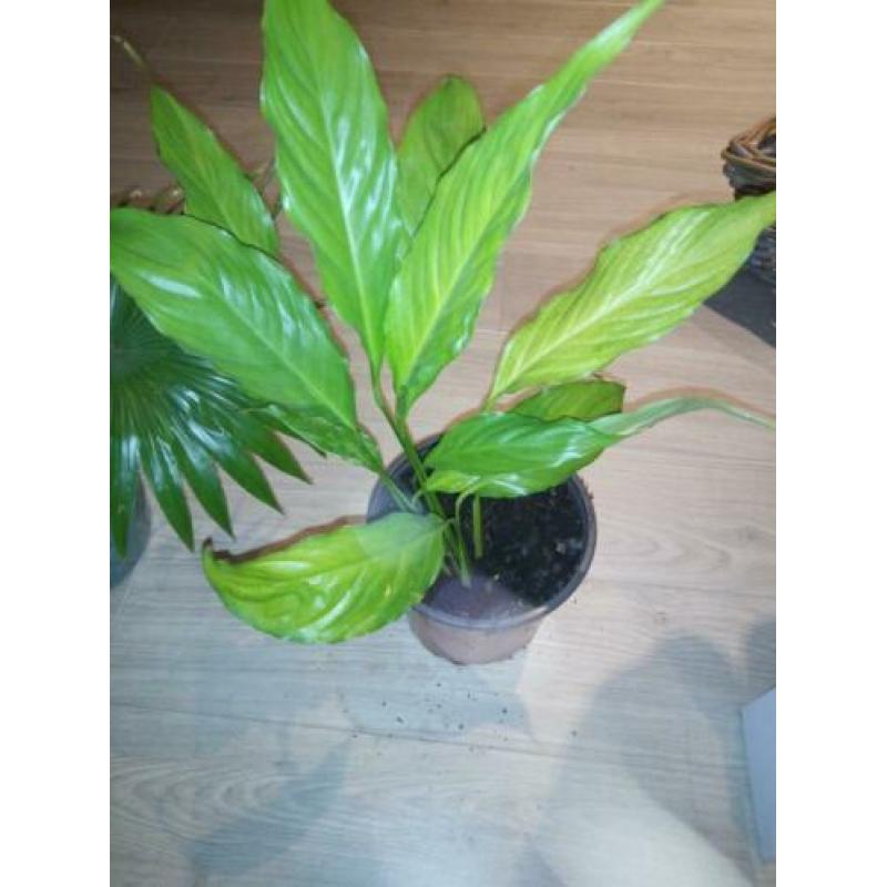 Palmplant, lepelplant en rieten bloempot