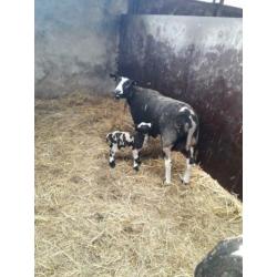 bonte schapen met lammeren