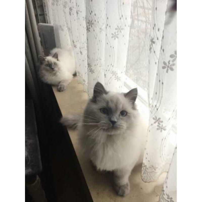 Te koop prachtige seal point ras britse langhaar katers