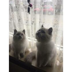 Te koop prachtige seal point ras britse langhaar katers