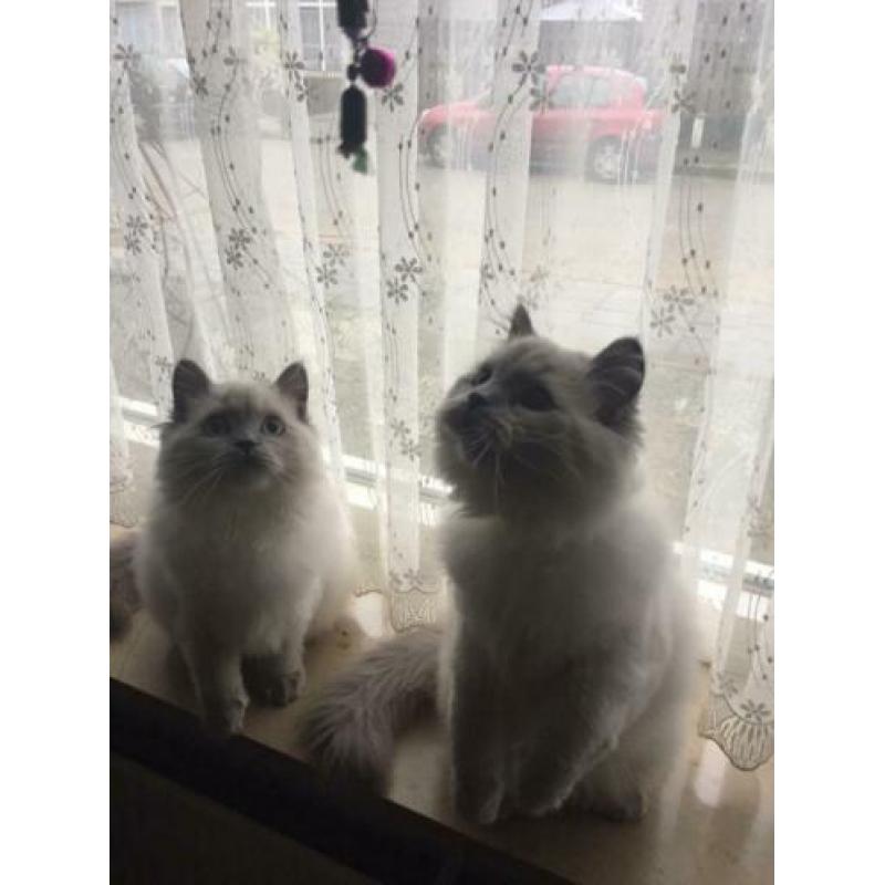 Te koop prachtige seal point ras britse langhaar katers