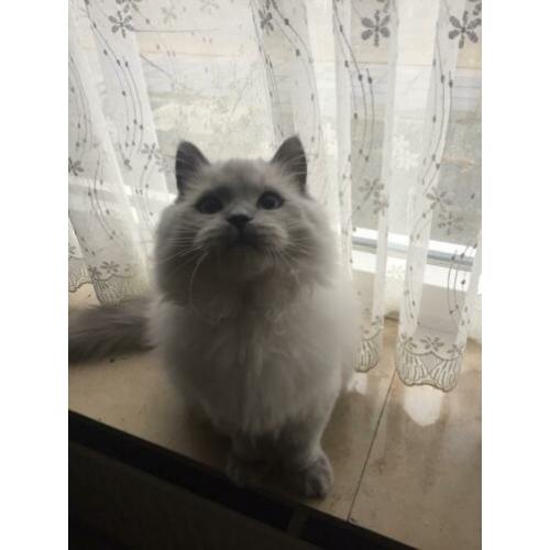 Te koop prachtige seal point ras britse langhaar katers