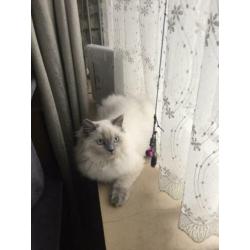 Te koop prachtige seal point ras britse langhaar katers