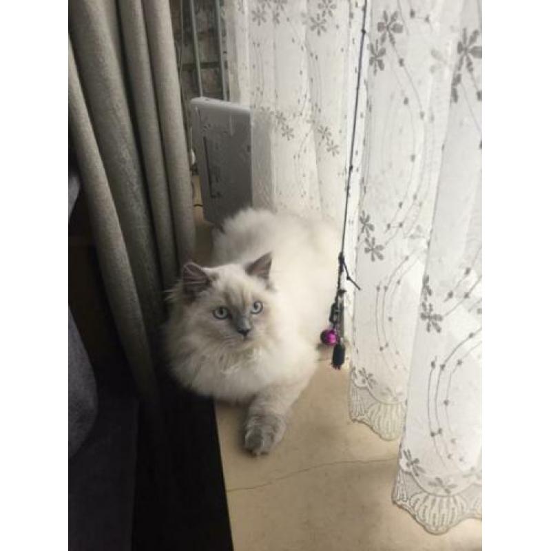 Te koop prachtige seal point ras britse langhaar katers