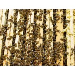 Bijenvolken met kast