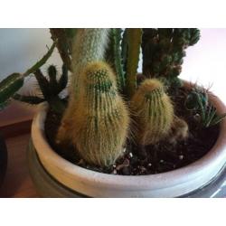 Cactus diversen, 8 soorten.